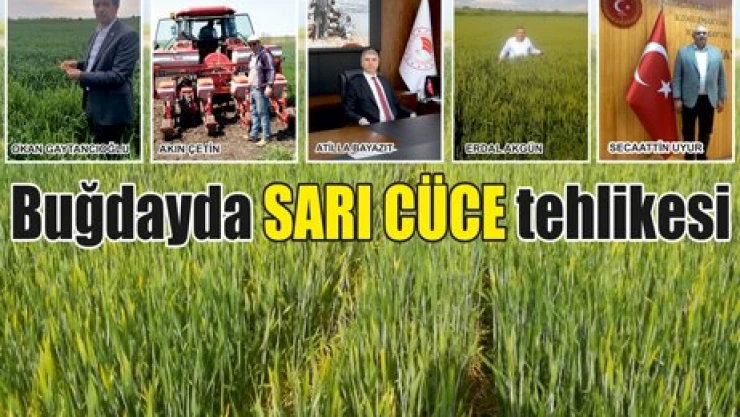 Buğdayda SARI CÜCE tehlikesi