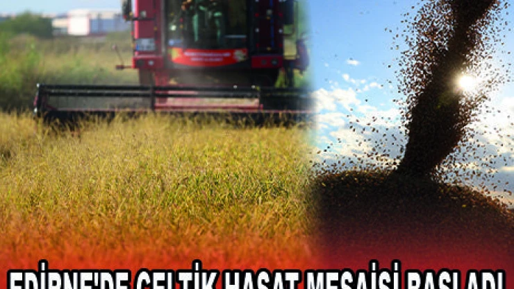 EDİRNE'DE ÇELTİK HASAT MESAİSİ BAŞLADI