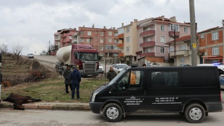 Yaralı at iğneyle uyutuldu