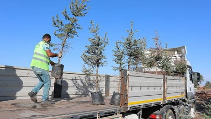 Hatay'a bir TIR fidan