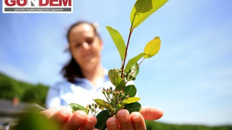  Kırklareli'nde kıraç alanlarda üretimine başlanan 'aronya'nın ihracatı hedefleniyor