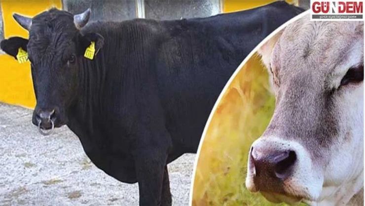 Halk elinde ıslah projelerine rekor destek