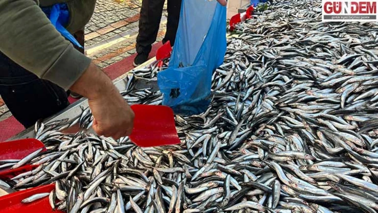 Hamsi tezgâhlarda 100 liraya düştü