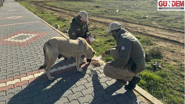 HAYDİ ekipleri sahipsiz hayvanları besledi