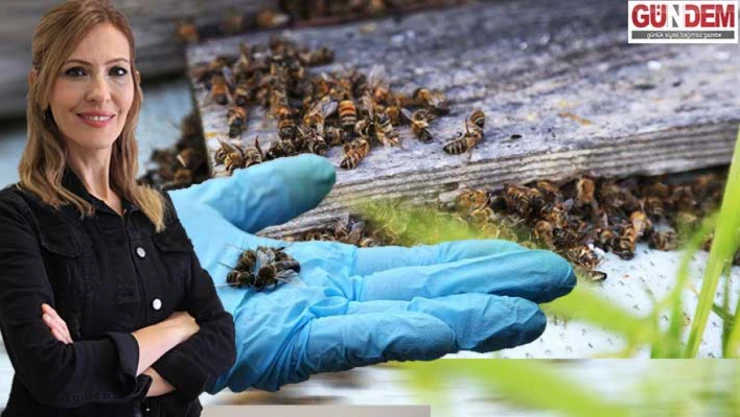 İklim değişikliği toplu arı ölümlerini artırdı