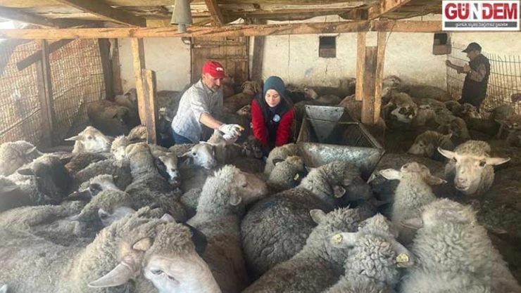 İpsala'da küçükbaş hayvanlara yönelik şap ve çiçek aşısı