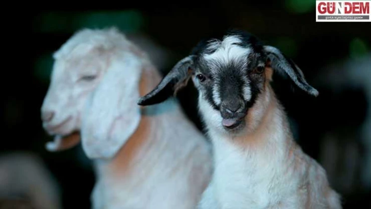 İşletmeye kuzu ve oğlak desteği