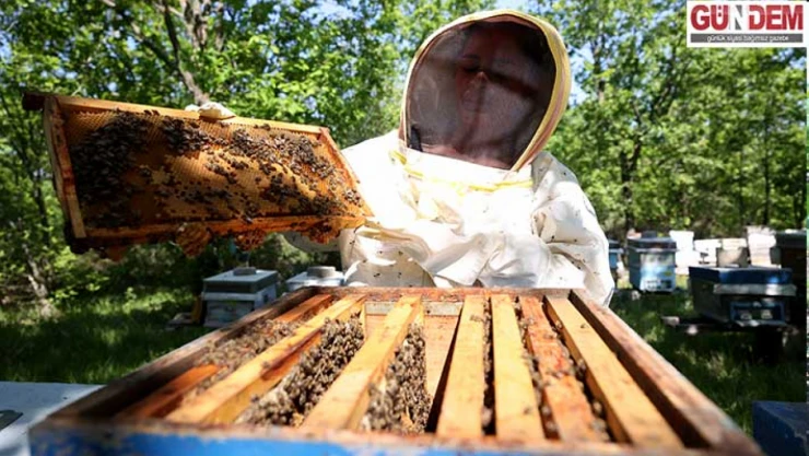 İstanbul'u bıraktı, Kırklareli'nde 'prensesleri'yle coğrafi işaretli meşe balı üretiyor