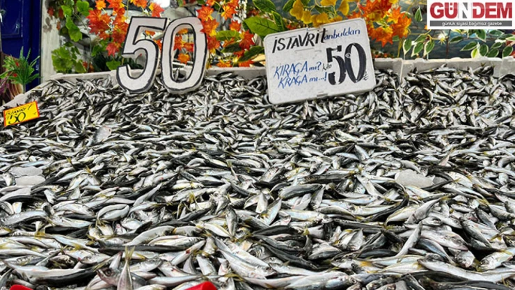 İstavrit 50 liraya düştü, tezgahlar şenlendi