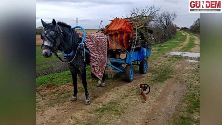 İzinsiz ağaç kesen 2 kişi gözaltına alındı