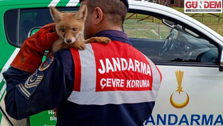 Jandarmanın bulduğu yavru tilkinin karnı doyuruldu bulunduğu bölgeye bırakıldı