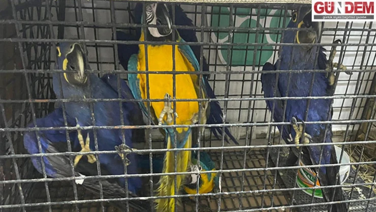 Kaçak 124 kuş ele geçirildi
