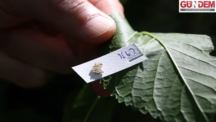 Kahverengi kokarcaya karşı doğal savaş başladı