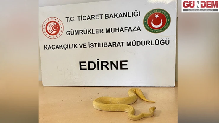 Kapıkule'de tırda yapılan aramada 28 piton yılanı yakalandı