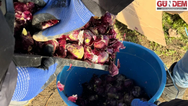 Karaağaç üreticisine lale tarımı önerisi