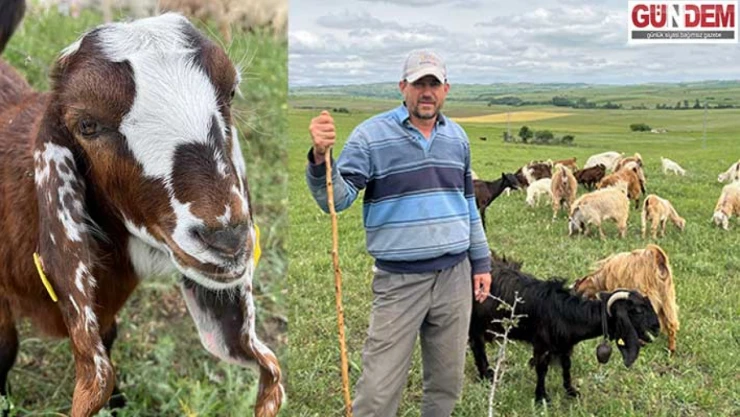 Keçiye ilgi her geçen gün artıyor