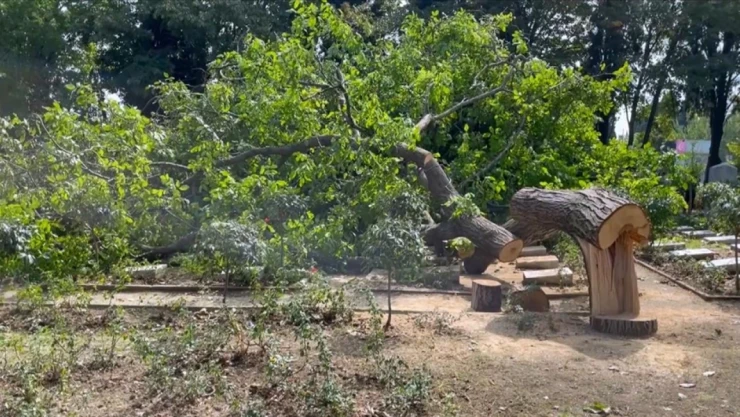 Kestiği ağacın altında kaldı, hayatını kaybetti