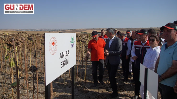 Kuraklığa dayanıklılığını ölçmek için ekilen ürünler hasat edildi