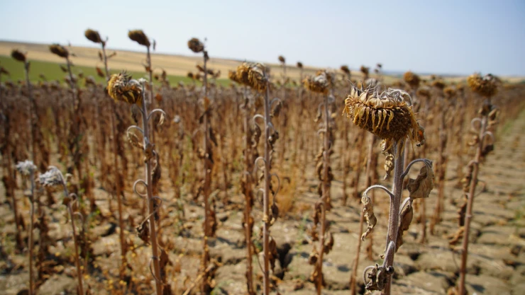 Kuraklık nedeniyle ayçiçeği hasadı erken başladı