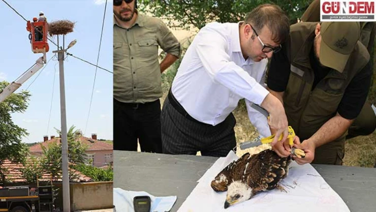 Leylek ve Şah kartal için bilimsel takip başlatıldı