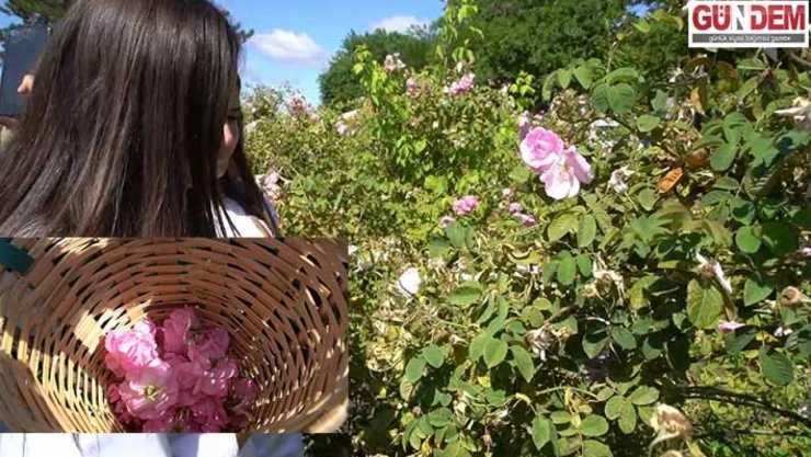 Öğrenciler gül bahçesinde hasat yaptı