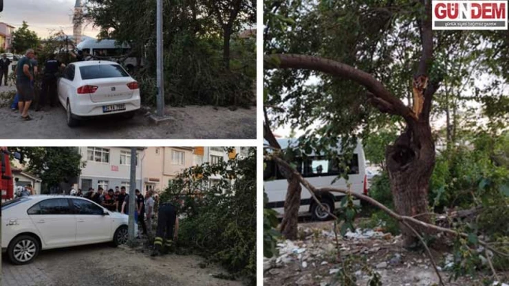 Otomobilin üzerine devrilen dut ağacının dalları kaldırıldı
