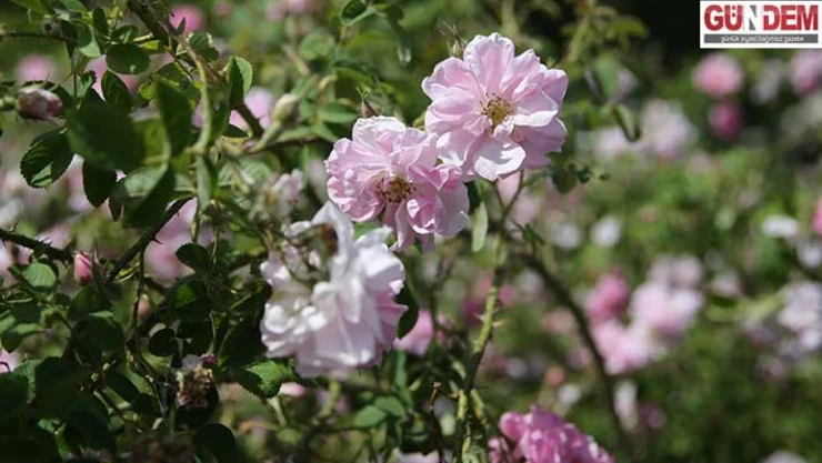 Pembe renkli Edirne gülü, ekonomik ve turistik değer haline getirilecek