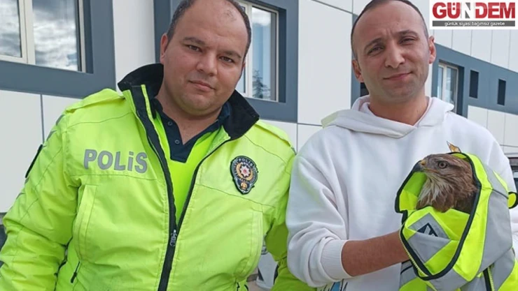 Yaralı bulunan atmaca koruma altına alındı