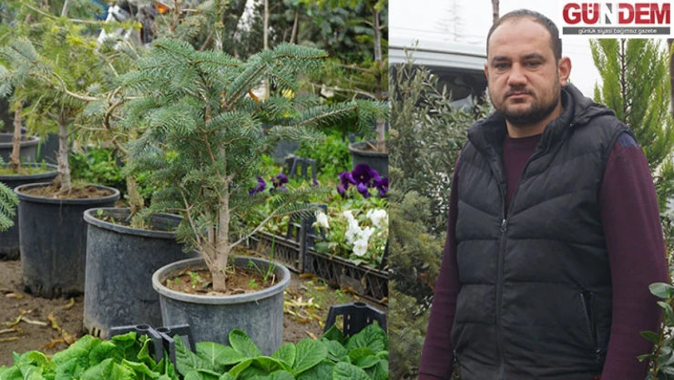 Sahibinden Kiralık Ağaç