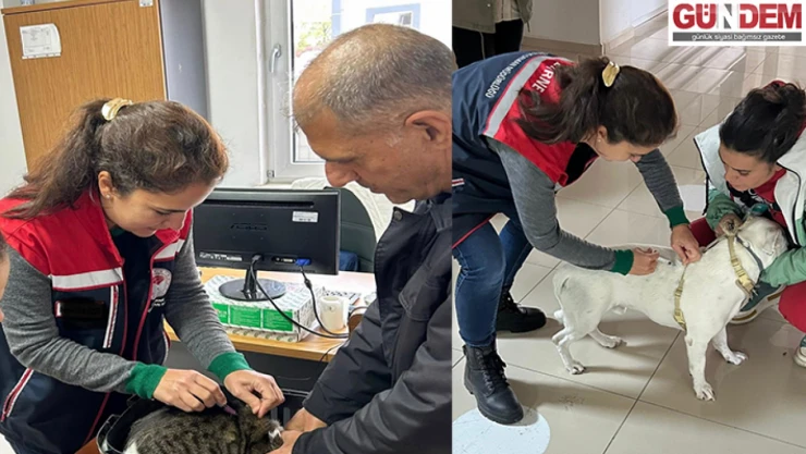 Sahipli hayvanlara mikroçip takılıyor, kuduz aşısı yapılıyor