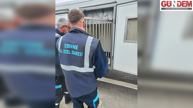 Sahipsiz köpekler barınaklara taşınıyor