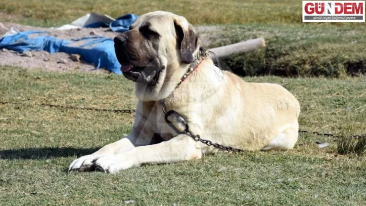 Satışı yasaklı maddeyle zehirlendiği iddia edilen üç çoban köpeği ve tilki öldü