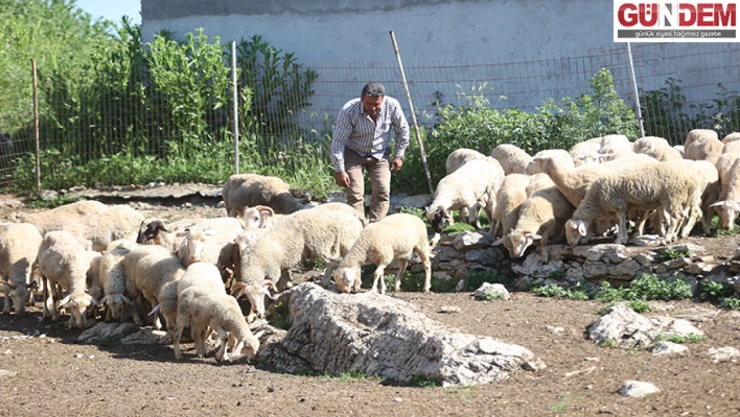Şehir hayatından köyüne döndü, devlet desteğiyle sürü sahibi oldu