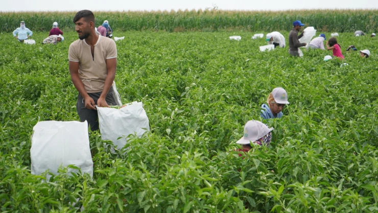 Tava ciğerin lezzetinin ortağı Karaağaç biberinde hasat dönemi başladı         