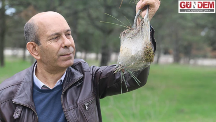 Trakya'da artan tırtıl popülasyonu çam ağaçlarının kurumasına neden oluyor