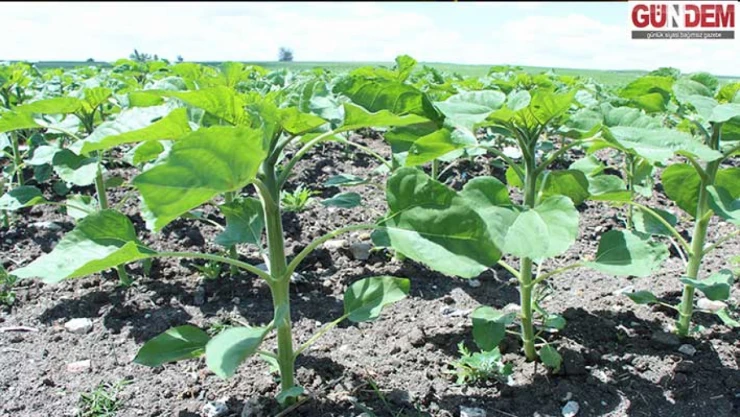 Trakya'da ayçiçeği gelişimi yağışlarla hız kazandı