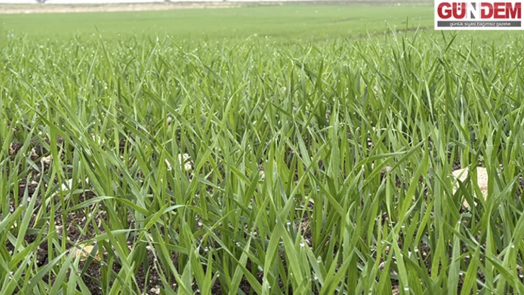 Trakya'da çiftçilerin buğday ekim mesaisi sürüyor