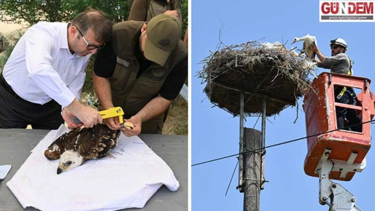 Trakya'da, leylekler ve Şah Kartal için koruma seferberliği başladı