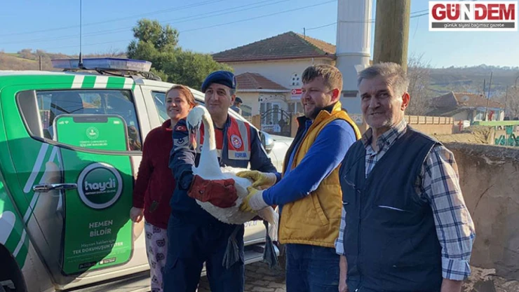 Uçamayan Kuğu koruma altına alındı