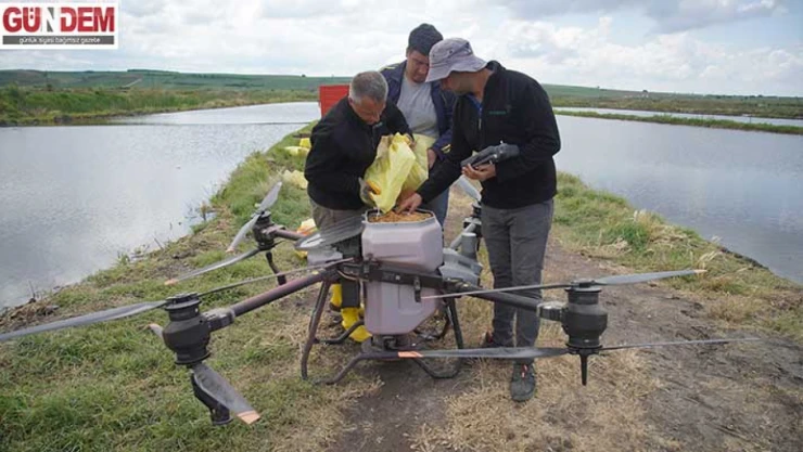 Ülke çeltiğinin yarısının üretildiği Edirne'de ekim dronla yapılıyor
