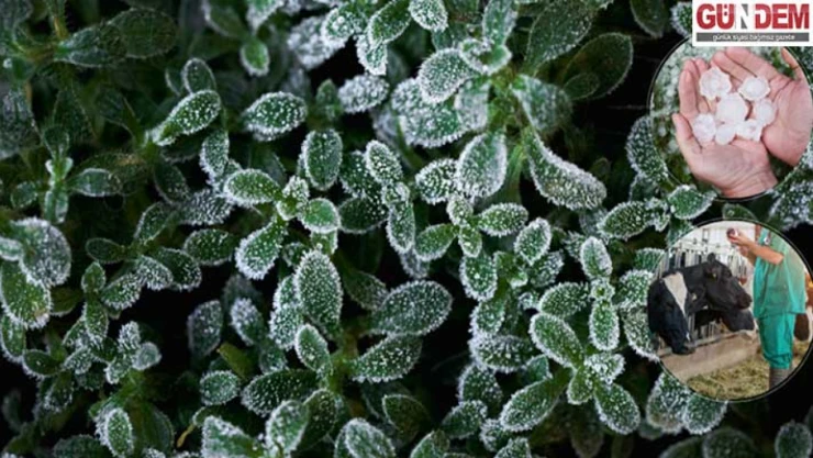 Üreticiye Devlet Destekli 3 Milyar 150 milyon lira tazminat