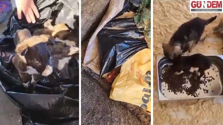 Vicdansızlar, yavru köpeği ölen diğer yavru köpeklerle birlikte çöpe attılar