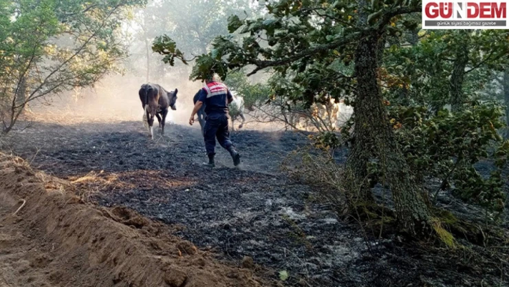 Yangının ortasında kalan hayvanlar, jandarma ekiplerince kurtarıldı