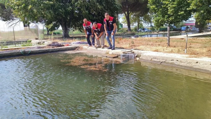 Yavru sazanlar doğayla buluşmaya hazırlanıyor