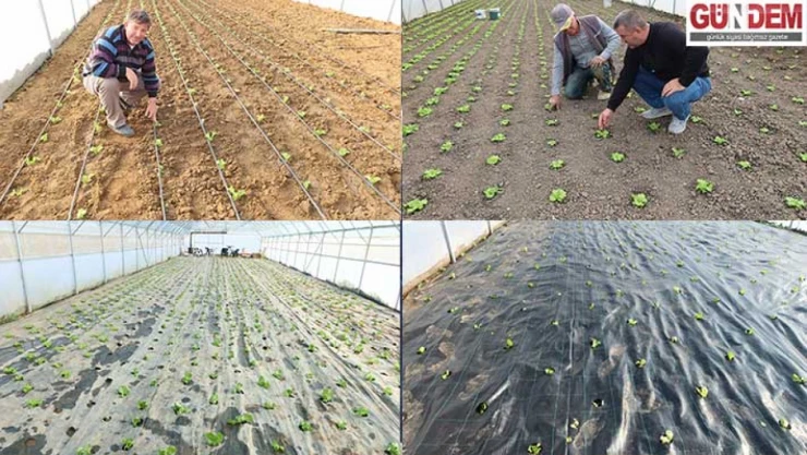 Yeni nesil seralar tarımsal üretime ivme kazandırdı