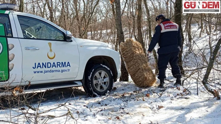 Yiyecek bulmakta zorlanan yaban hayvanları için saman ve su bırakıldı