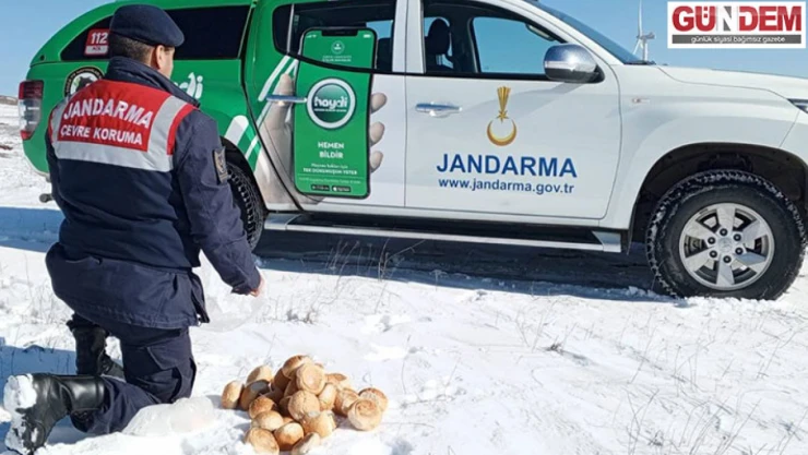 Yiyecek bulmakta zorlanan yaban hayvanları unutulmadı        