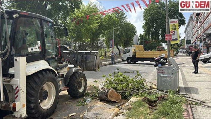 Yola devrilen ağaç trafikte aksamalara neden oldu