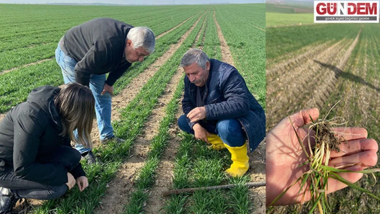 Ziraat Odası ekiplerinden yabancı otla mücadele çalışması