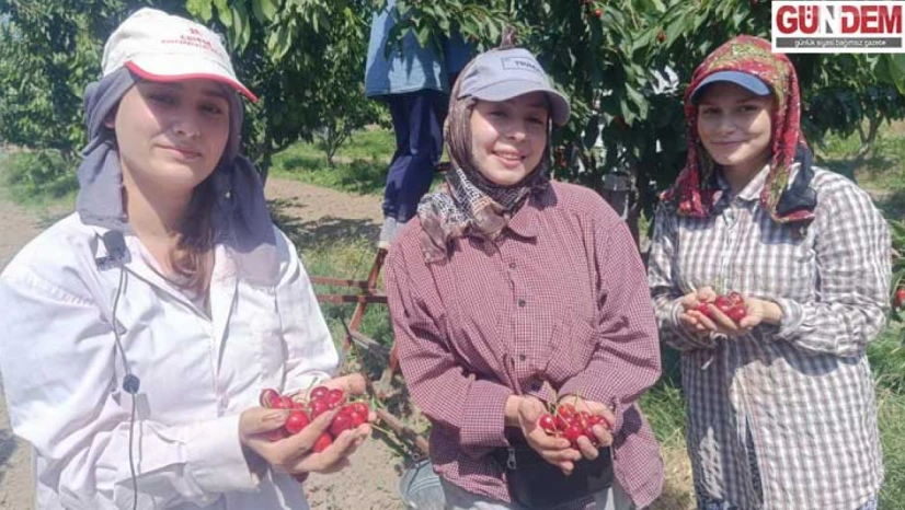 'Çeribaşı' kirazının hasadına başlandı